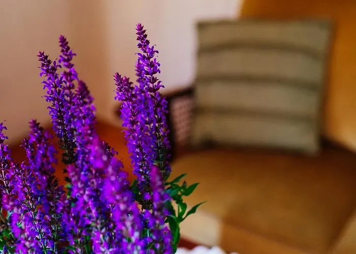 Pod Bukami Szymbark (Pomerania)